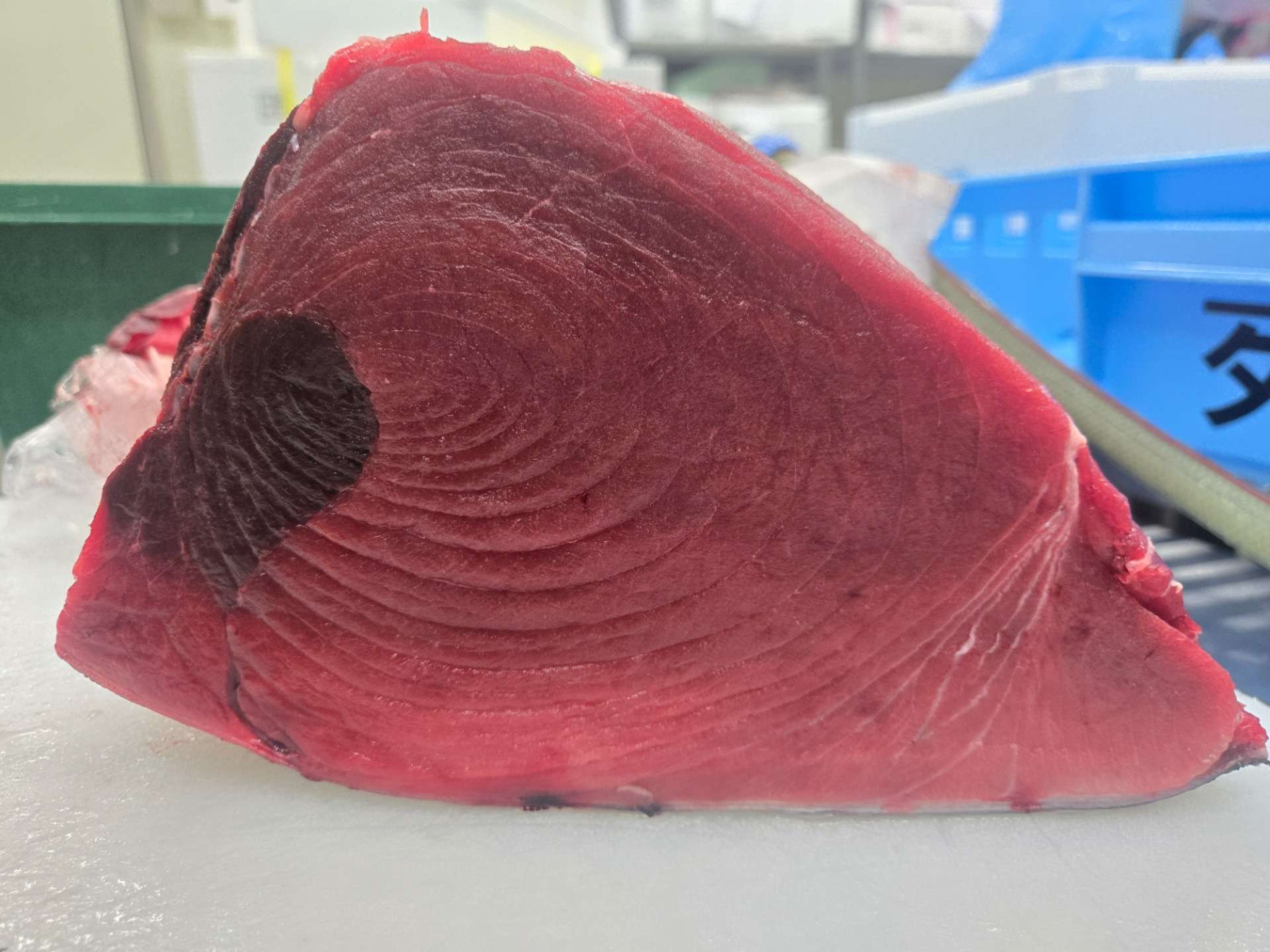 【入荷情報】宮城県 塩釜港産 生本マグロ(150kg超)