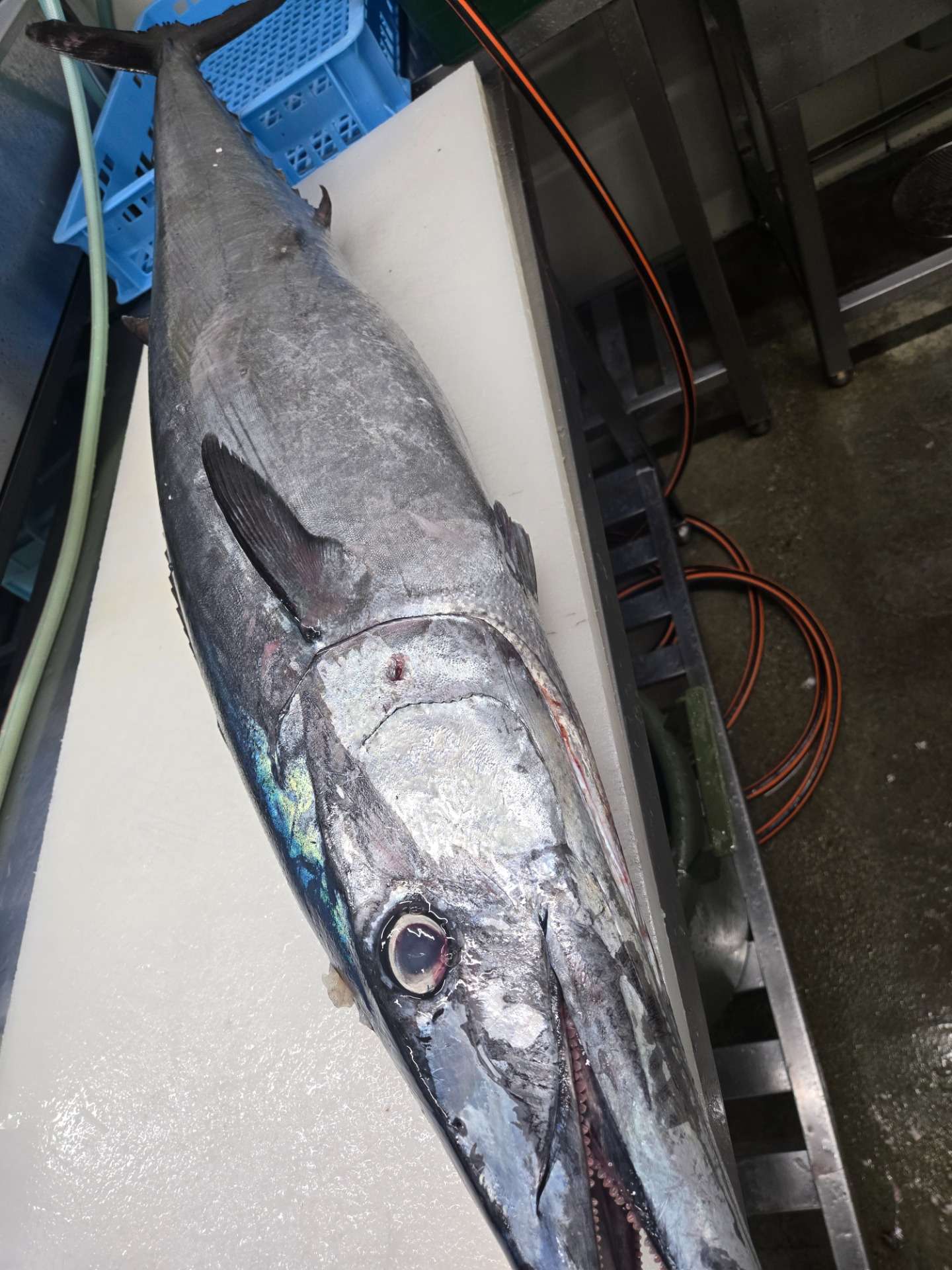 おすすめ入荷情報】徳島県産 20kg級 特大オキザワラ（カマスサワラ）