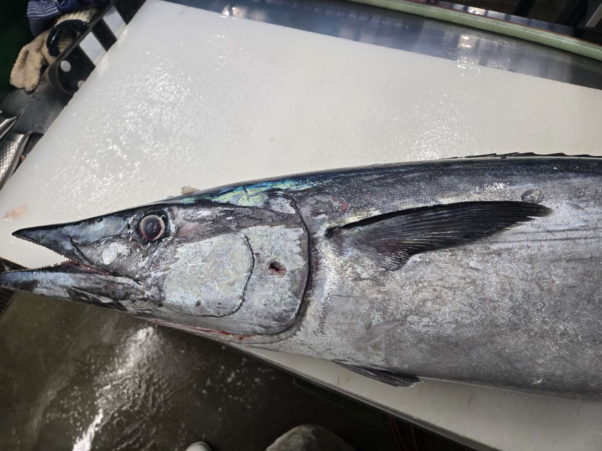 【入荷情報】徳島県産 20kg級 特大オキザワラ(カマスサワラ)