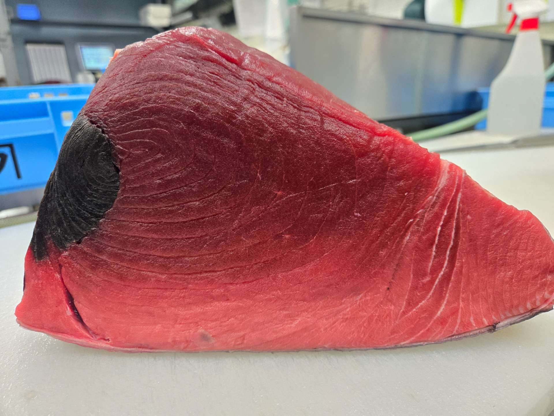 【入荷情報】宮城県 塩釜港産 天然生本マグロ（180kg超・脂あり）