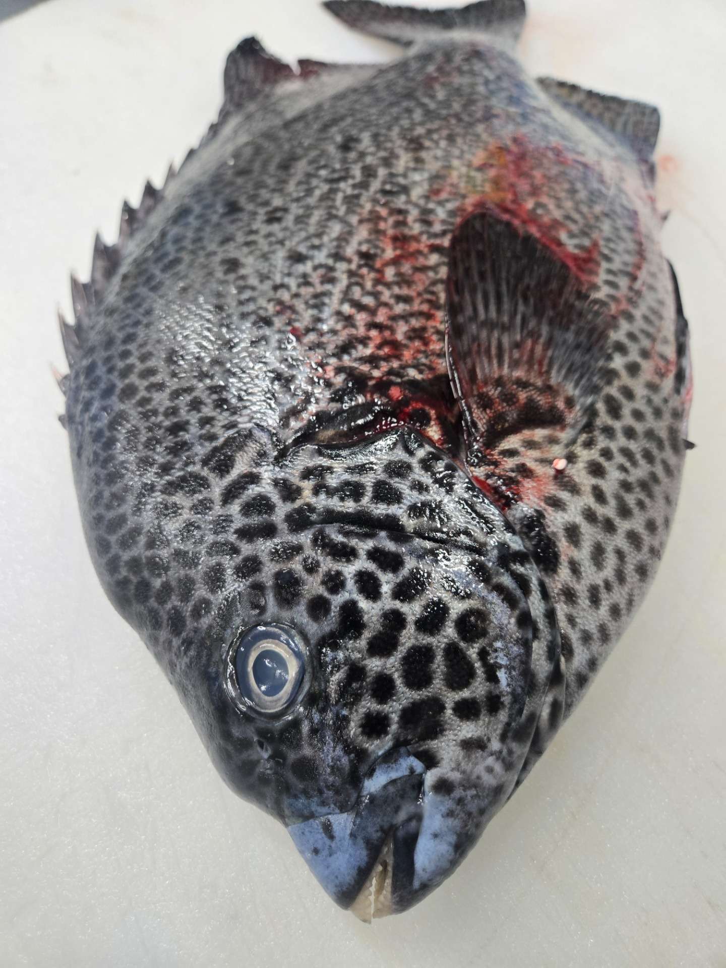 【入荷情報】徳島県産 産地活〆「イシガキダイ」（1.5kg）