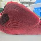 【入荷情報】宮城県 塩釜港産 生本マグロ（150kg超）