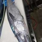 おすすめ入荷情報】徳島県産 20kg級 特大オキザワラ（カマスサワラ）