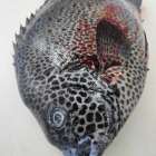 【入荷情報】徳島県産 産地活〆「イシガキダイ」（1.5kg）